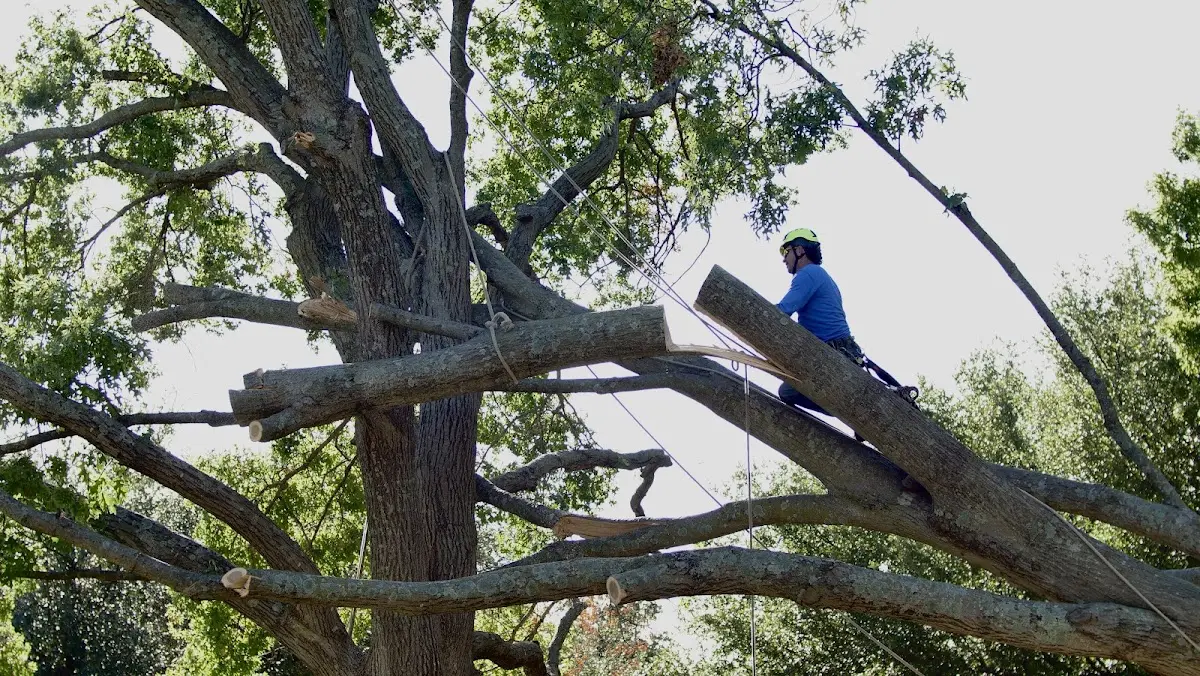 Professional Crown Thinning performed by certified arborists in Lansdowne