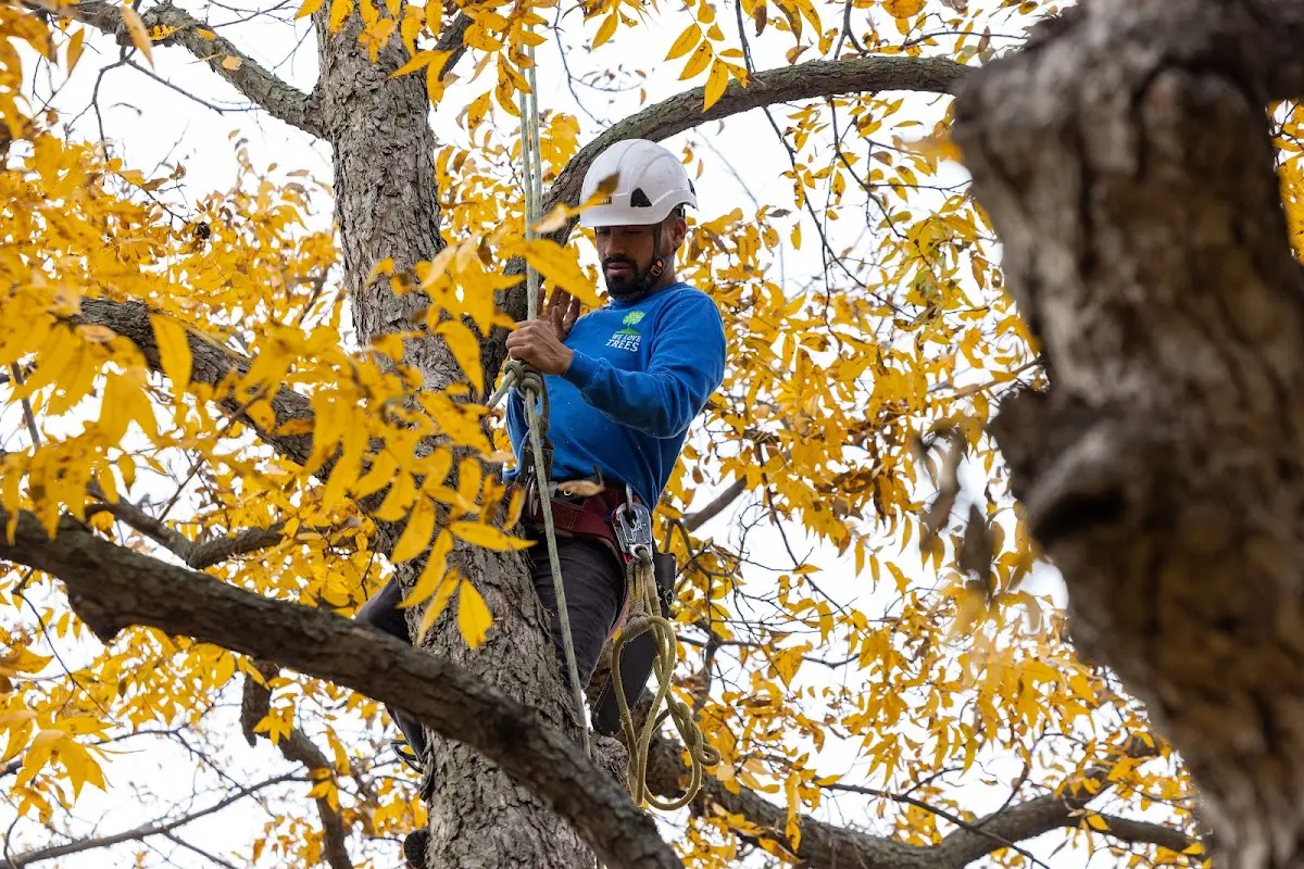 Skilled Tree Transplanting crew working in Lansdowne